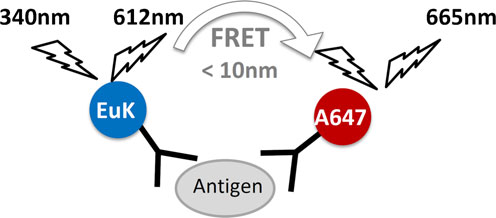 immunoassays5.png