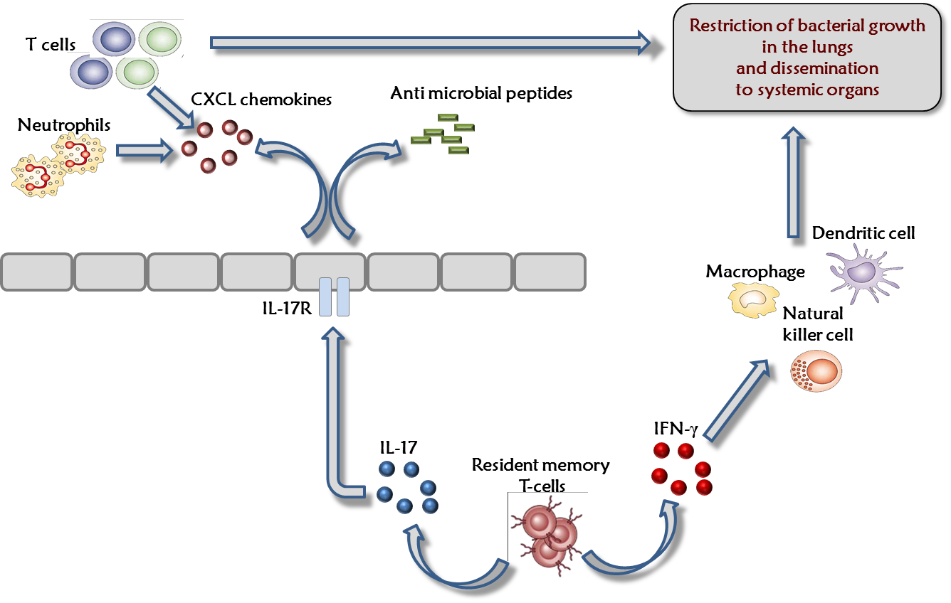 bacterialgrowth.png