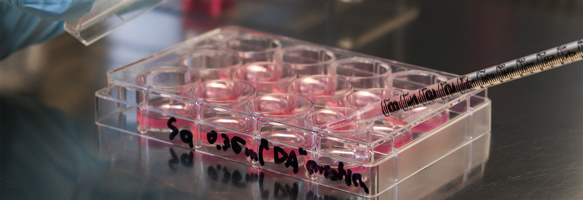In-vitro and In-vivo testing